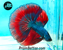 Load image into Gallery viewer, Blue Fire Halfmoon Male