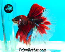 Load image into Gallery viewer, Red Koi Halfmoon Male