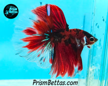 Load image into Gallery viewer, Red Koi Halfmoon Male