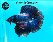 Load image into Gallery viewer, Marble Halfmoon Male