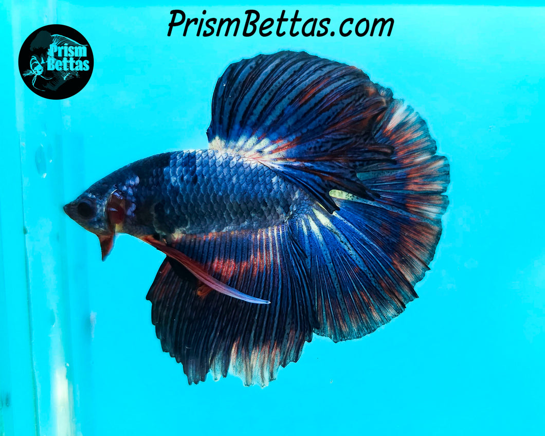 Marble Halfmoon Male