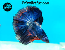 Load image into Gallery viewer, Marble Halfmoon Male