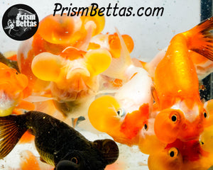 Bubble Eyed Goldfish Mystery Box