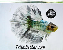 Load image into Gallery viewer, Copper Marble Halfmoon Male