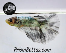 Load image into Gallery viewer, Copper Marble Halfmoon Male