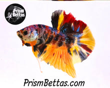 Load image into Gallery viewer, Candy Koi Halfmoon Plakat Male