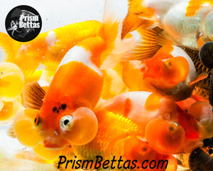Bubble Eyed Goldfish Mystery Box