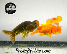 Load image into Gallery viewer, Bubble Eyed Goldfish Mystery Box *ships 6/24* *New photos coming soon*