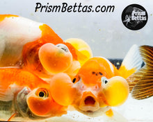 Load image into Gallery viewer, Bubble Eyed Goldfish Mystery Box