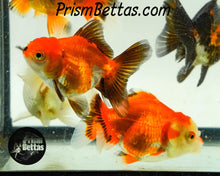 Load image into Gallery viewer, Oranda Goldfish Mystery Box *ships 6/24*