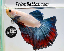 Load image into Gallery viewer, Blue Rim Marble Halfmoon Male