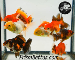 Oranda Goldfish Mystery Box *ships 6/24*