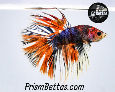Marble Halfmoon/Crowntail Cross Male