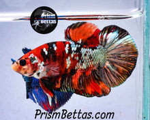 Load image into Gallery viewer, Free Mystery Box Betta with a $100 Order!