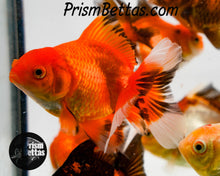 Load image into Gallery viewer, Oranda Goldfish Mystery Box *ships 6/24*