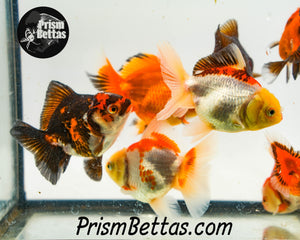 Oranda Goldfish Mystery Box *ships 6/24*