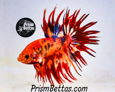 Candy Koi Crowntail Male