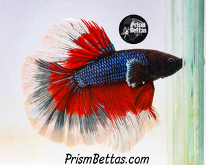 Red and Blue Butterfly Halfmoon Male