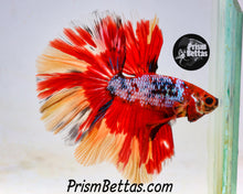 Load image into Gallery viewer, Rainbow Marble Halfmoon Male