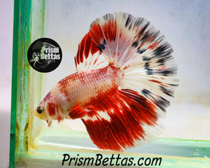 Candy Cane Marble Halfmoon Male