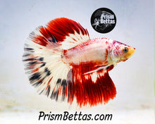 Load image into Gallery viewer, Candy Cane Marble Halfmoon Male