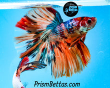 Load image into Gallery viewer, Rainbow Marble Halfmoon Male