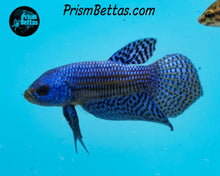 Load image into Gallery viewer, Blue Alien Male
