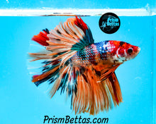 Load image into Gallery viewer, Rainbow Marble Halfmoon Male