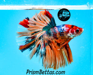 Rainbow Marble Halfmoon Male