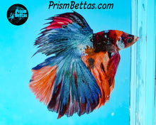 Load image into Gallery viewer, Rainbow Marble Halfmoon Male