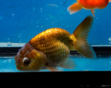 Load image into Gallery viewer, Bronze Ranchu (3.5-4.25 inches)