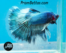 Load image into Gallery viewer, Turquoise Marble Halfmoon Male