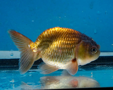Bronze Ranchu (3.5-4.25 inches)