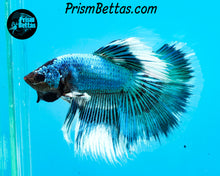 Load image into Gallery viewer, Turquoise Marble Halfmoon Male