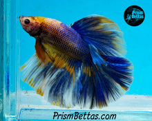 Load image into Gallery viewer, Grizzle Halfmoon Male