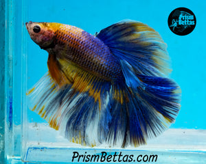 Grizzle Halfmoon Male