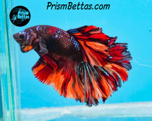 Load image into Gallery viewer, Chocolate Candy Rosetail Halfmoon Male