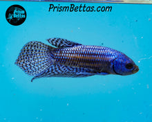 Load image into Gallery viewer, Blue Alien Male