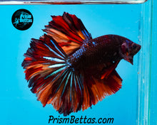 Load image into Gallery viewer, Chocolate Candy Rosetail Halfmoon Male