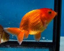 Load image into Gallery viewer, Orange Ranchu (3.5-4.25 inches)