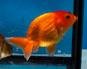 Orange Ranchu (3.5-4.25 inches)