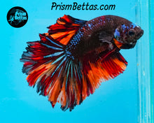 Load image into Gallery viewer, Chocolate Candy Rosetail Halfmoon Male