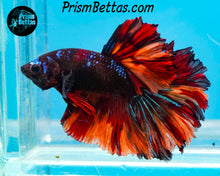 Load image into Gallery viewer, Chocolate Candy Rosetail Halfmoon Male