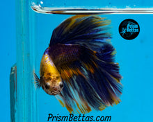 Load image into Gallery viewer, Grizzle Halfmoon Male