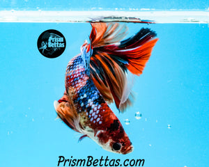 Rainbow Marble Halfmoon Male