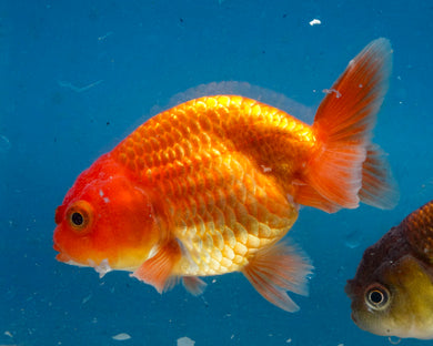 Orange Ranchu (3.5-4.25 inches)