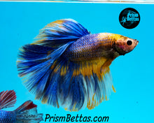 Load image into Gallery viewer, Grizzle Halfmoon Male