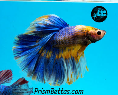 Grizzle Halfmoon Male