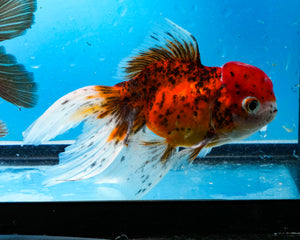 Calico Oranda (3.5-4.25 inches)