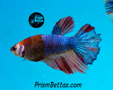 Marble Halfmoon Female